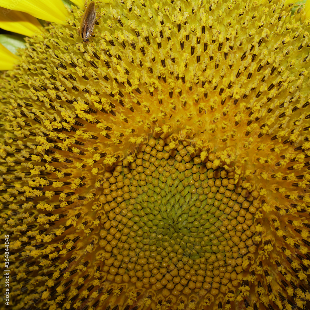 Sunflower pollen and sunflower seeds on adult growing plants