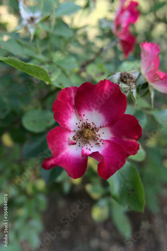 Wundersch  ne Rot Pinke Blume 