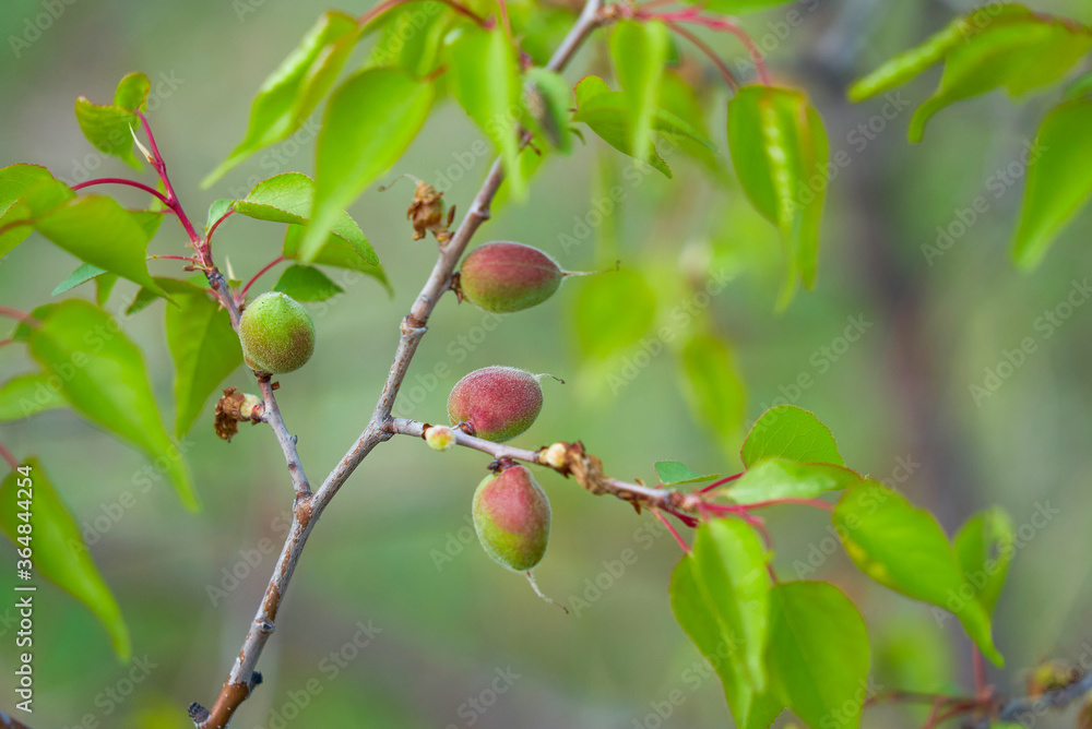 Siberian apricot, lat. Armeniaca sibirica, fruits Siberian apricot, lat. Armeniaca sibirica, fruits