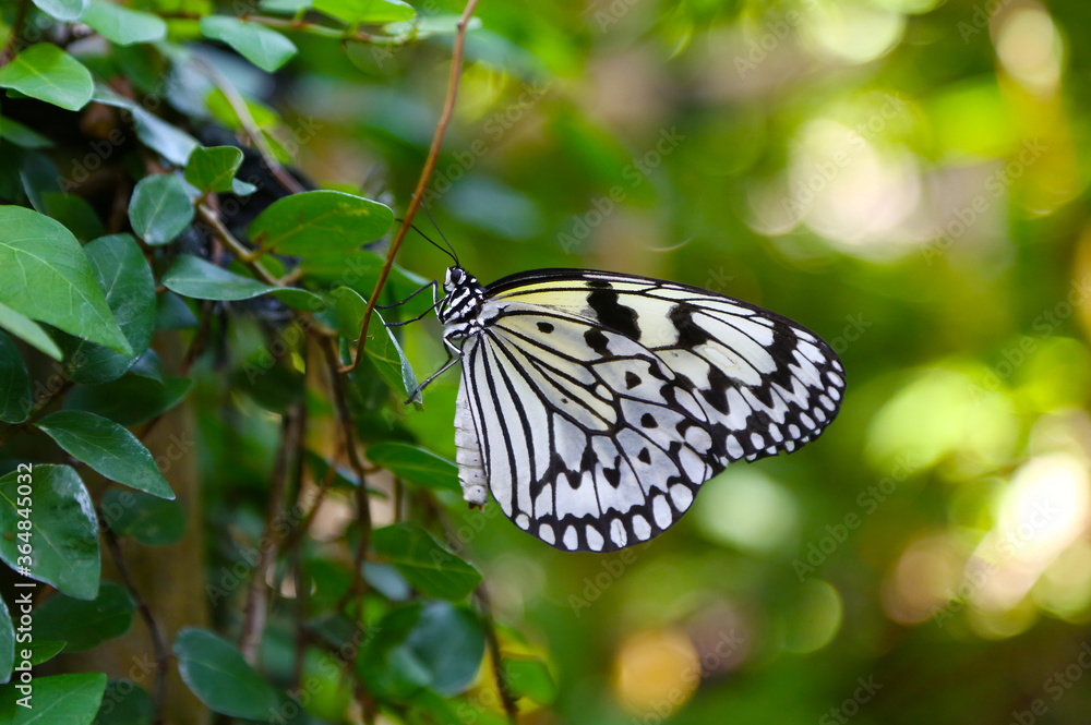 Naklejka premium オオゴマダラチョウ