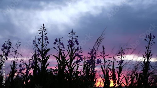 Fireweed flowers covering a sunset with magical colours. Beautiful nature scene on a Northern Europe beach during summer night. Estonia, Baltic Sea coast.
