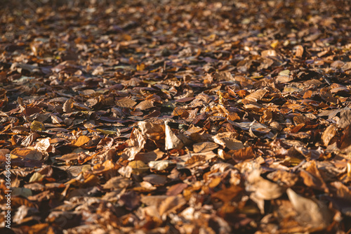 Suelo de cubierto de hojas caídas de los arboles en Otoño en un parque de Londres.