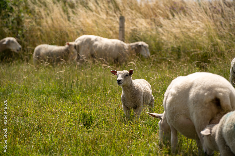 Cute little lamb in a green field under the sunny sky. Cute little lamb in a green field under the sunny sky.