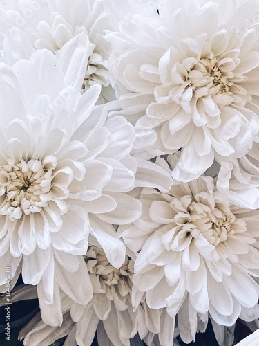 white chrysanthemum flowers