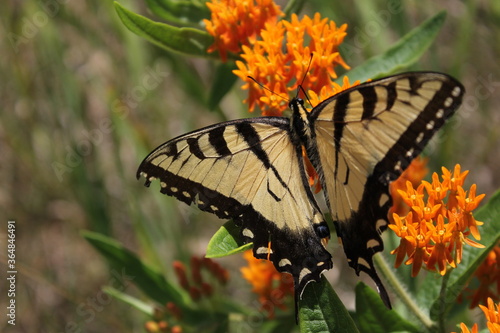 A tiger swallowtail feeds on an orange butterflyweed.