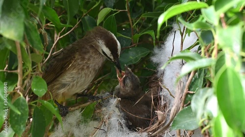 Wallpaper Mural 9 day old new born of baby birds in a nest of yellow-vented bulbul (Pycnonotus goiavier), or eastern yellow-vented bulbul, is a member of the bulbul family of passerine birds in nature at Thailand Torontodigital.ca