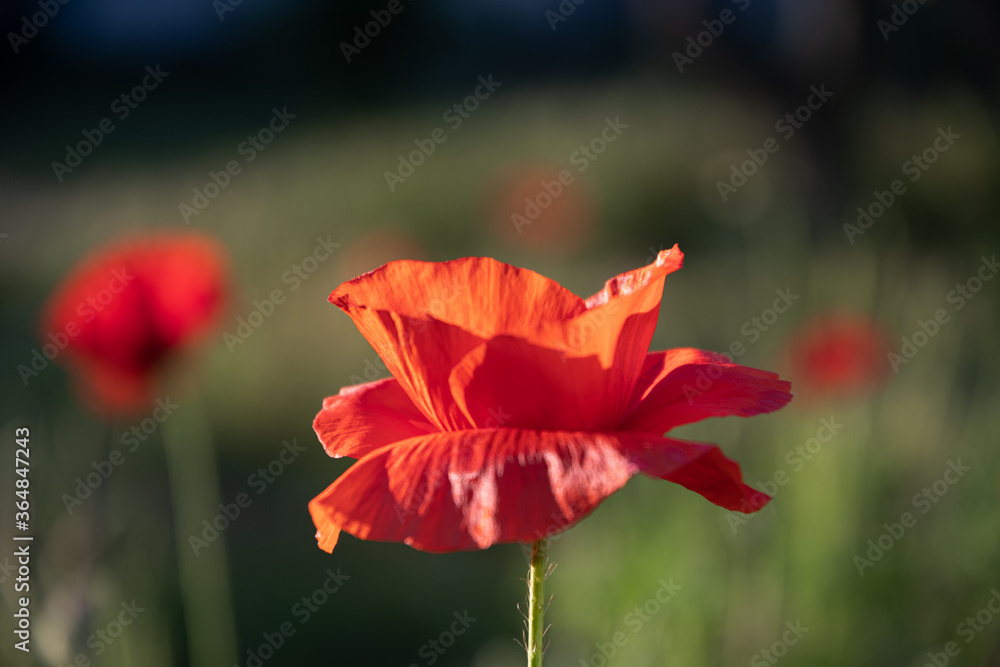 Fototapeta premium Field poppy in the morning light on a summer day in the park.