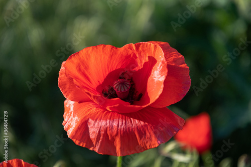 One red poppy flower in the garden at sunrise  in the sunlight on a background of meadow grass.