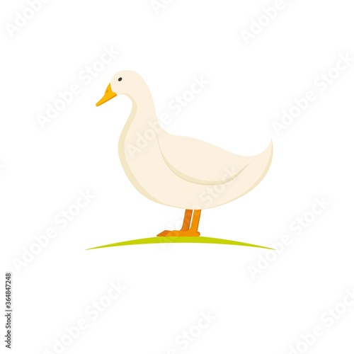 Domestic layer duck. White pekin duck on white background. Poultry farm birds.