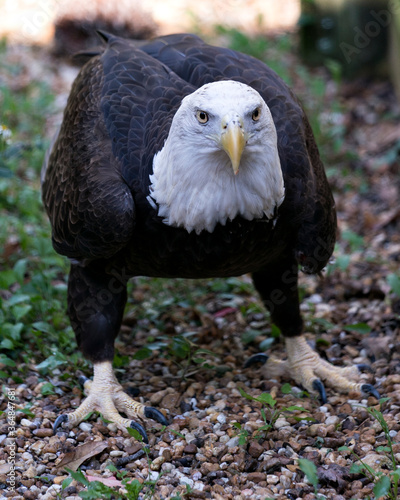 Bald Eagle stock photo.  Bald Eagle close-up profile view displaying brown feathers plumage, white head, eye, yellow beak, talons, in its habitat and environment with foliage background. photo