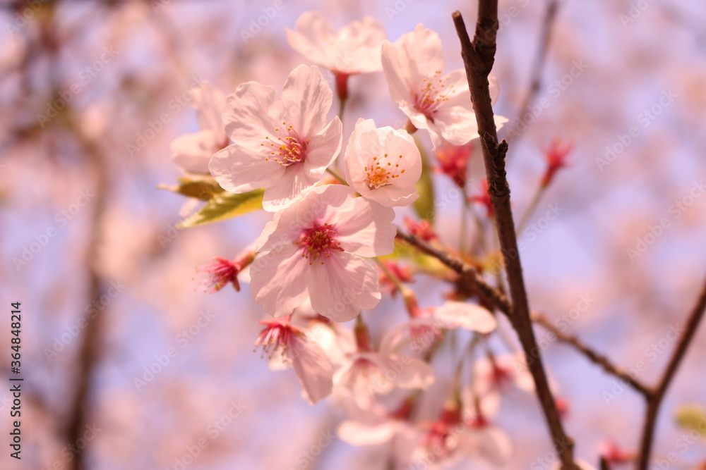 ピンク色の桜の花