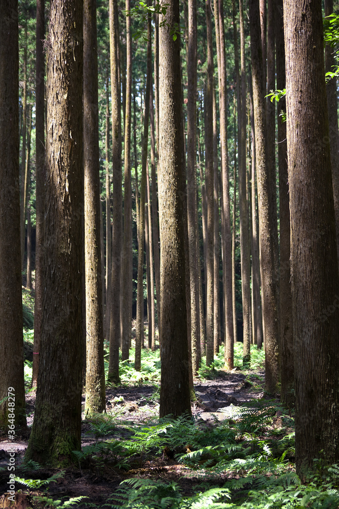 Obraz premium 木漏れ日の射す杉林