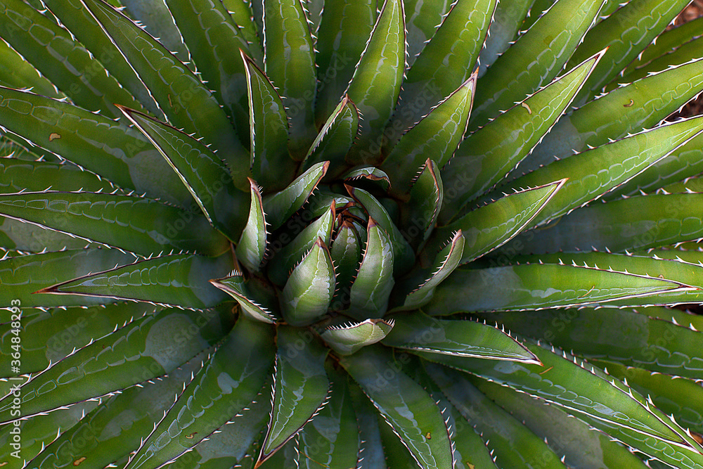 Fototapeta premium Aloe Plant | Digital Image Print | Succulent | Grand Canyon | Desert | Instant Download | Landscape & Nature Photography | Wall Art Picture