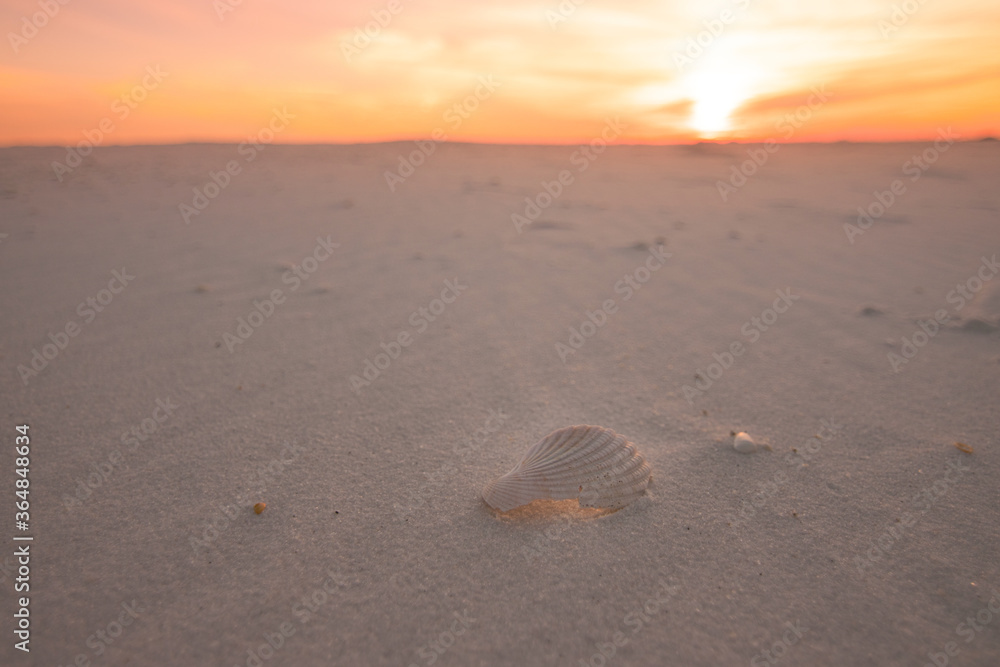 Sea Shell | Pensacola Beach | Digital Image Print | Florida | Ocean Sunset | National Seashore | Landscape & Nature Photography | Wall Art Sea Shell | Pensacola Beach | Digital Image Print | Florida | Ocean Sunset | National Seashore | Landscape & Nature Photography | Wall Art