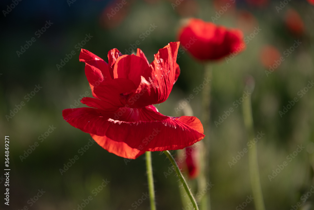 Field poppy in the morning light on a summer day in the park. Field poppy in the morning light on a summer day in the park.