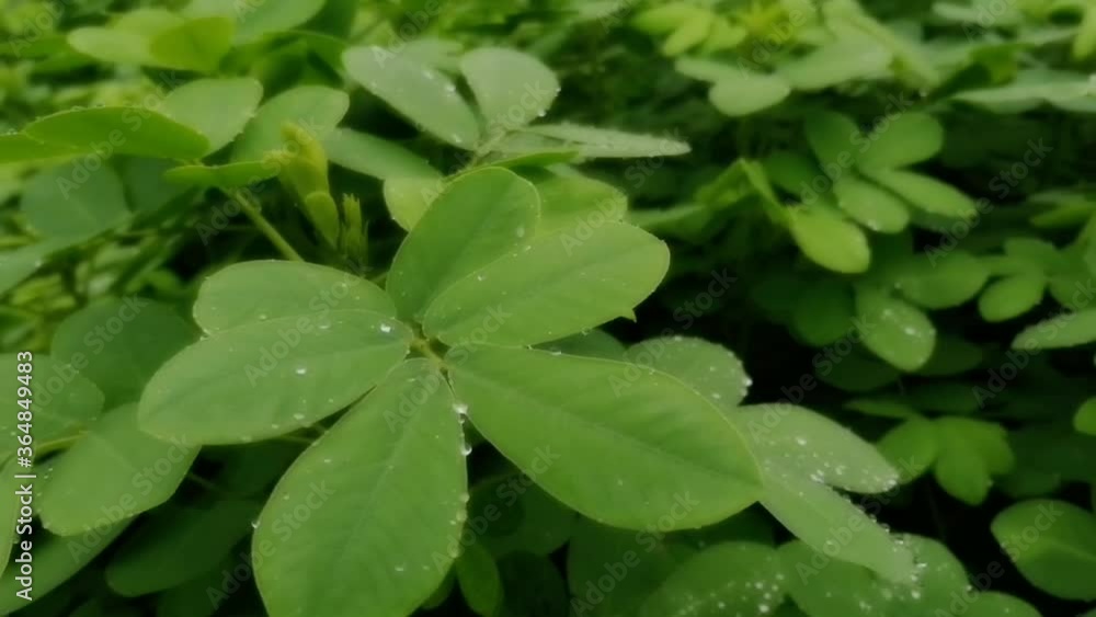 Green leaves moving in wind breeze in the early morning Green leaves moving in wind breeze in the early morning