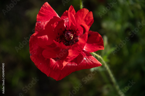 One red poppy flower with disordered petals in the garden on a sunny summer day.