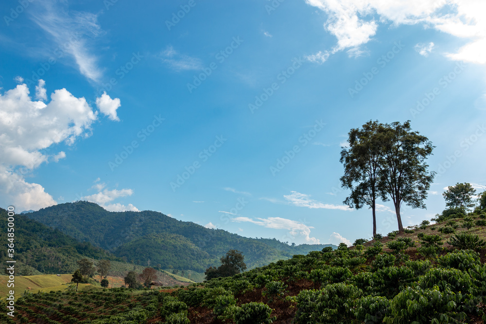 Agriculture plantations on a hill on a blue sky background, Natural background concept.