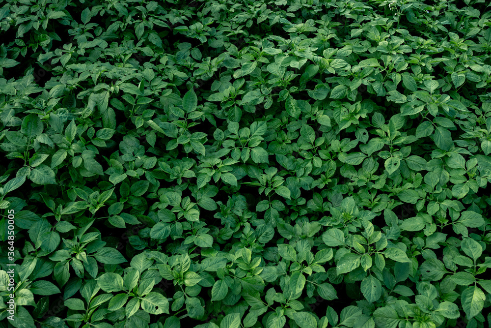 Natural background concept. Top view of many small green trees. Natural background concept. Top view of many small green trees.