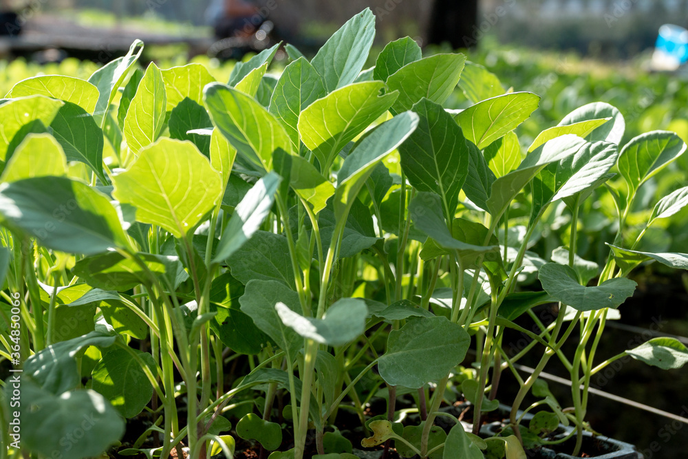 Small seedlings In the planting tray for food purposes and garden decorations Small seedlings In the planting tray for food purposes and garden decorations