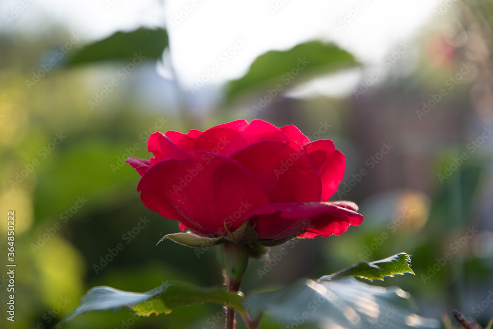 Red rose in the garden on a summer morning at dawn. Red rose in the garden on a summer morning at dawn.