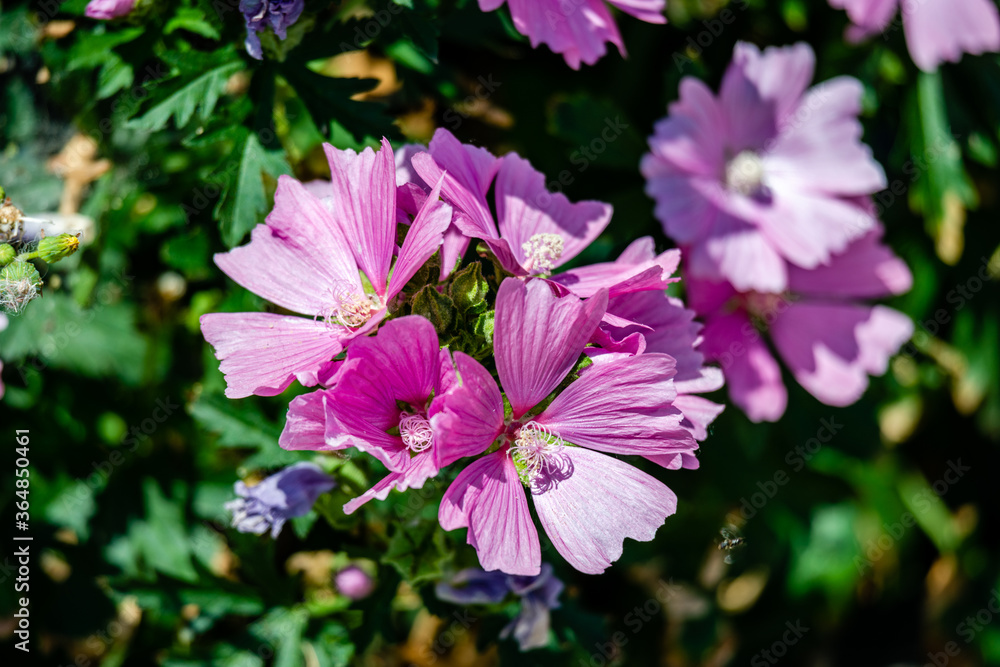 Pink flowers in the garden Pink flowers in the garden