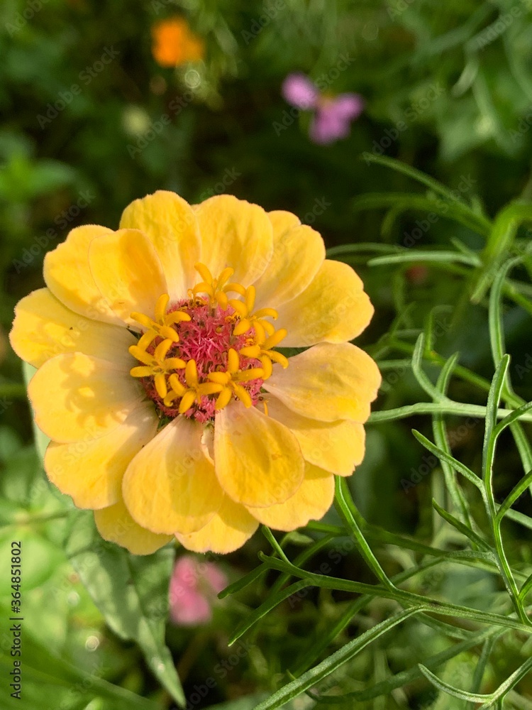 yellow flower in the garden yellow flower in the garden