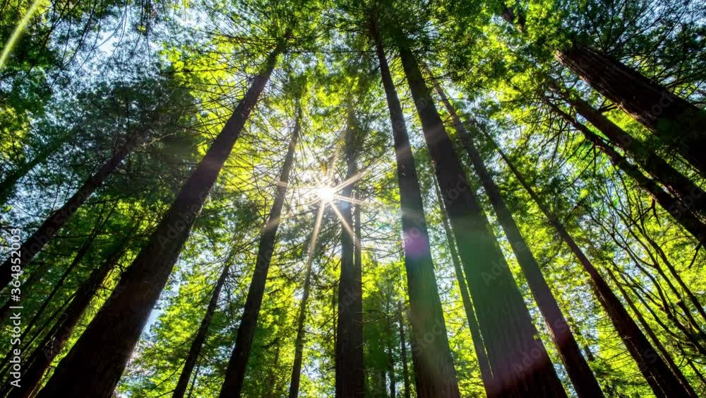 Redwood Forest in time lapse with sun. Redwood Forest in time lapse with sun.