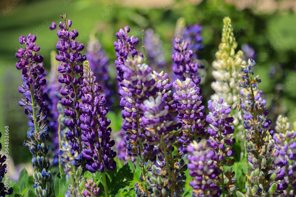 Naklejka premium lavender flowers in the garden
