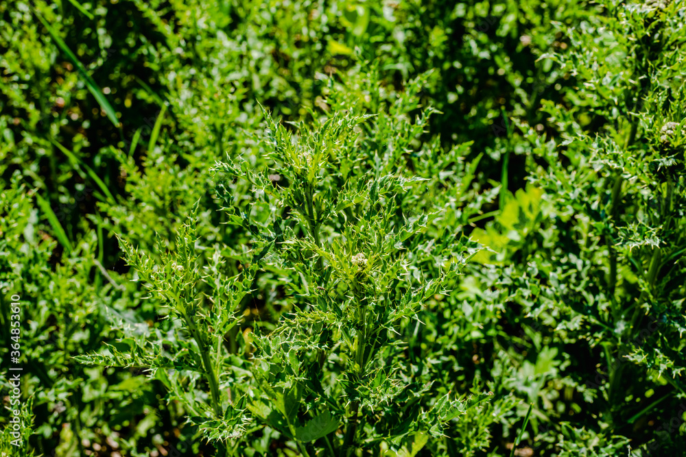Thistle weeds in the meadow Thistle weeds in the meadow