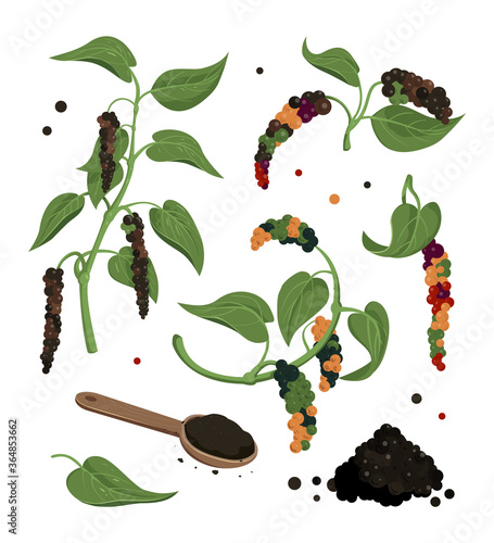 Black pepper vector clipart. Dryed ripened seed, grounded powder. 