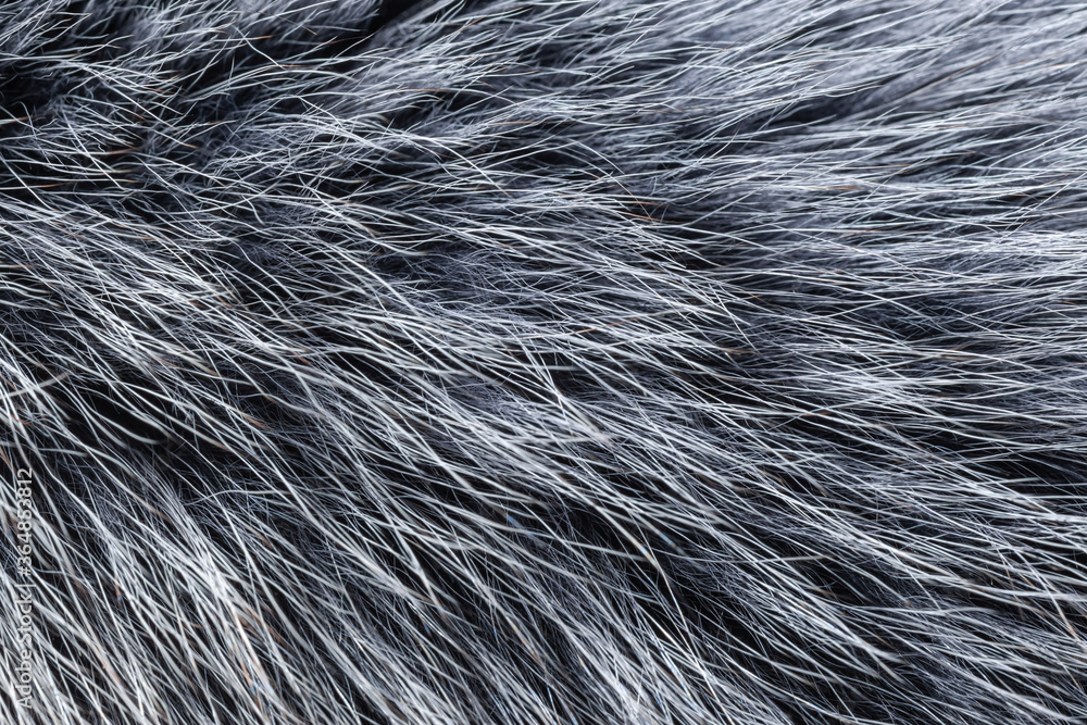 gray fur close-up, used as a background or texture. Soft focus gray fur close-up, used as a background or texture. Soft focus