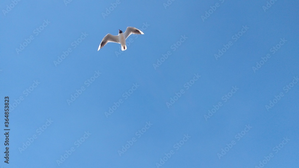 gaviota volando