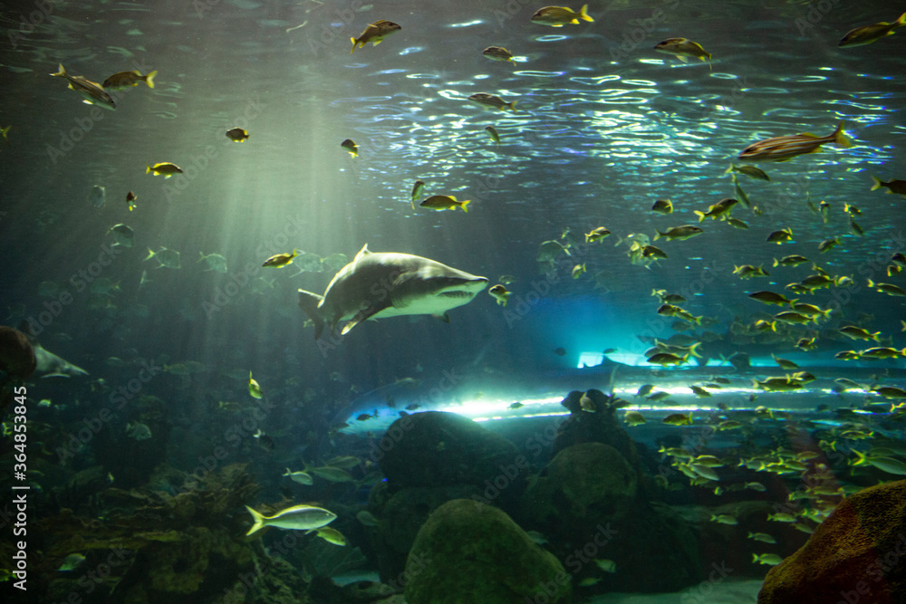 Fototapeta premium shark in aquarium