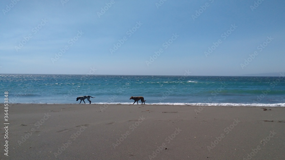 perros caminando en la playa de pichilemu chile perros caminando en la playa de pichilemu chile