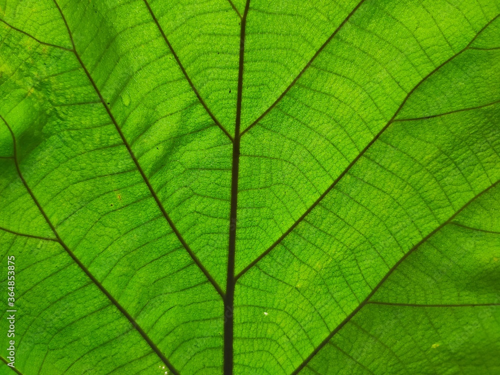 green leaf texture - obrazy, fototapety, plakaty 