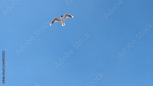 gaviota volando