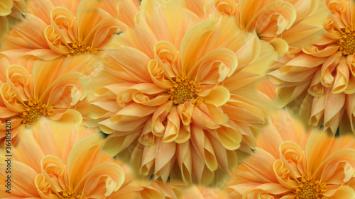 yellow chrysanthemum flowers background texture or wallpaper © jacek