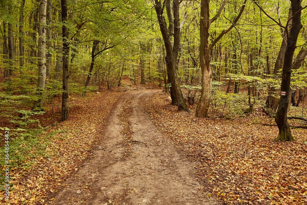 Fototapeta premium Forest trail with colorful autumn leaves and sunlight