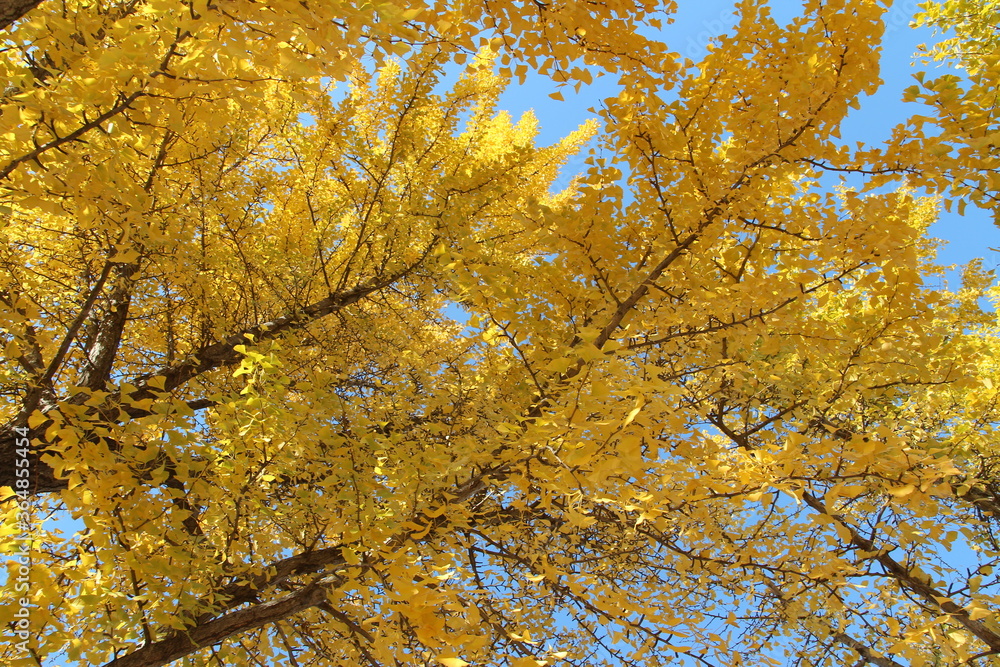 Ginkgo leaves against clear blue sky in autumn, South Korea Ginkgo leaves against clear blue sky in autumn, South Korea