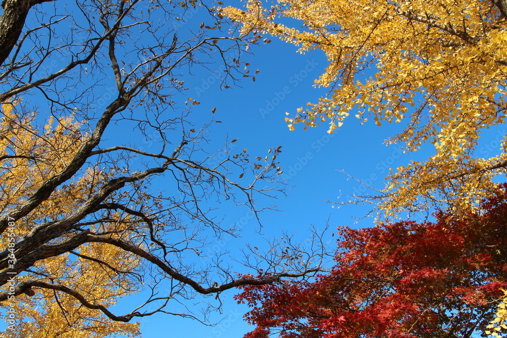 Tree branches with the yellow Ginkgo leaves and red maple leaves against clear blue sky in autumn, South Korea Tree branches with the yellow Ginkgo leaves and red maple leaves against clear blue sky in autumn, South Korea