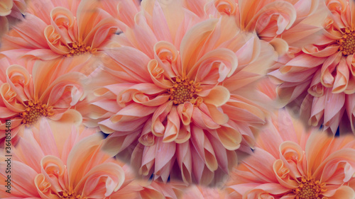pink dahlia flowers background texture or wallpaper © jacek