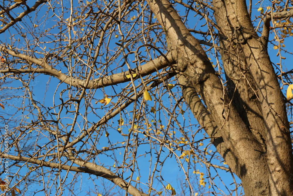 Obraz premium Ginkgo leaves and branches against clear blue sky in autumn, South Korea