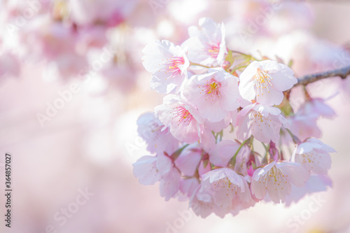 シンプルな背景の美しい花 © F.Mikami