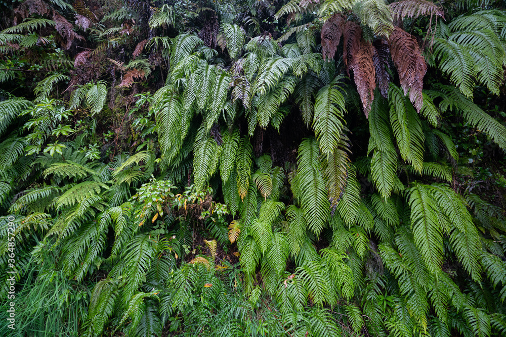 A fern covered wall background in the South Island of New Zealand