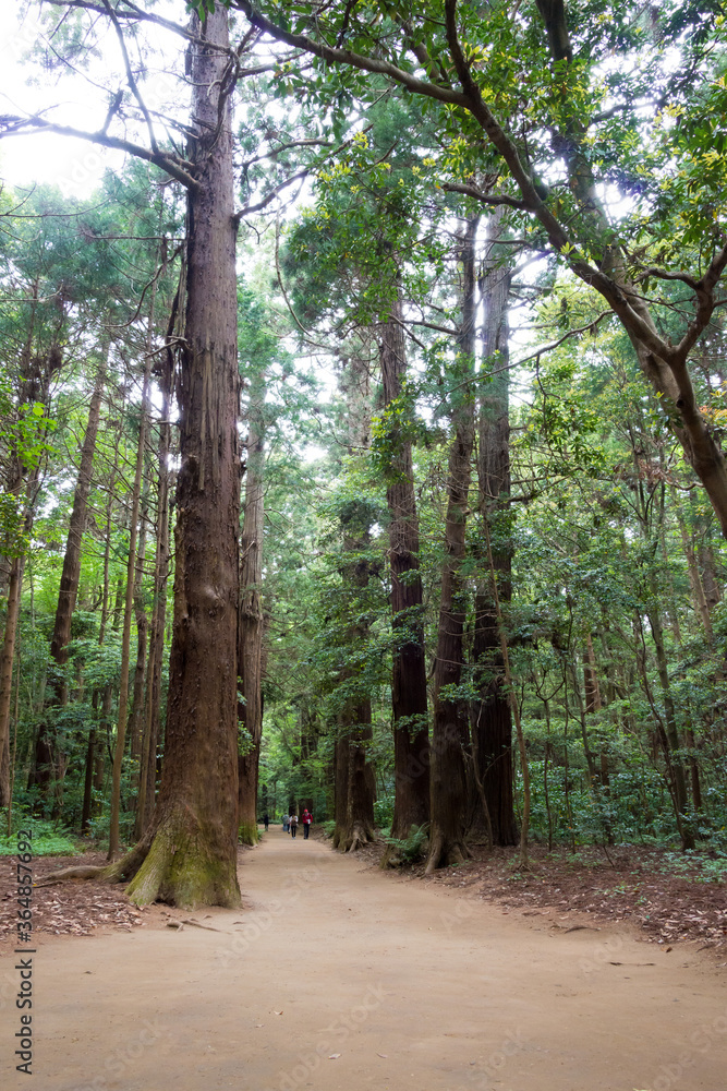 Approach to Kashima Shrine (Kashima jingu Shrine) in Kashima, Ibaraki Prefecture, Japan. Kashima Shrine is one of the oldest shrines in eastern Japan. Approach to Kashima Shrine (Kashima jingu Shrine) in Kashima, Ibaraki Prefecture, Japan. Kashima Shrine is one of the oldest shrines in eastern Japan.