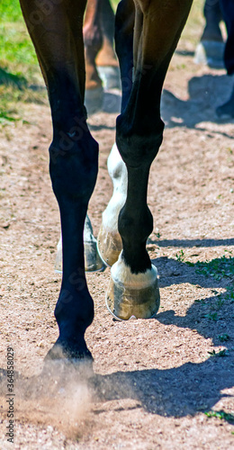 Horse Feet closeup.