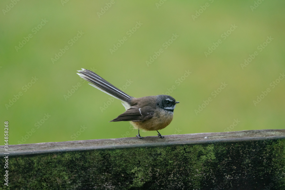 Close up of a Fantail bird also known as a piwakawaka perched on a fence in New Zealand