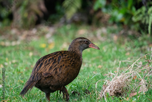Close up of a Weka foraging for food in New Zealand