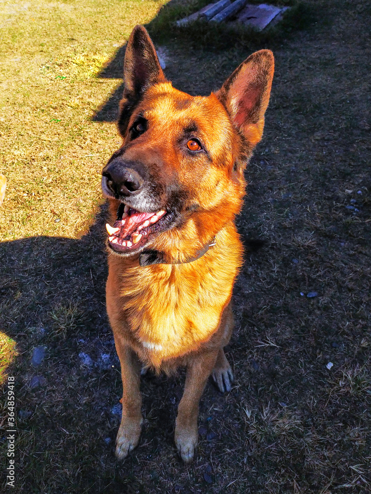 Naklejka premium Fotografia de perro Ovejero Aleman en diferentes poses y lugares